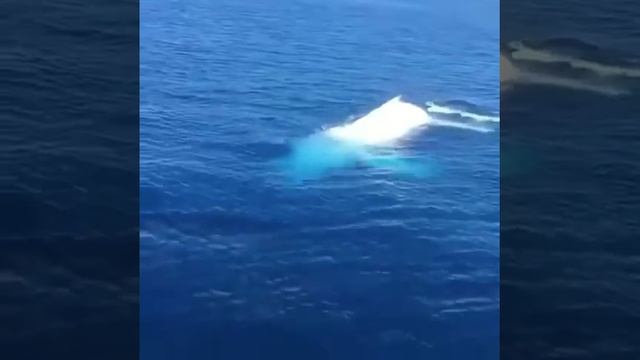 Кит Альбинос !!!!! Или показалось???? смотреть онлайн