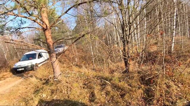 Загонная охота на Лося в Беларуси 2021. Добыт сеголеток. смотреть онлайн