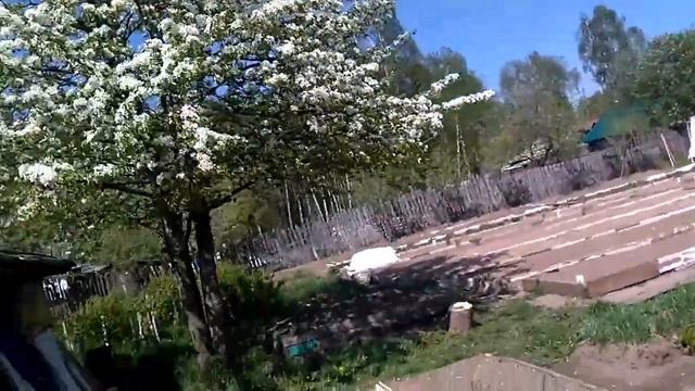 Груша - дерево России! смотреть онлайн