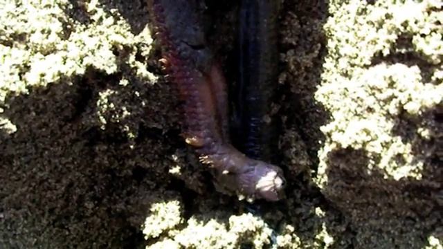 Orcas pile-worm observed by M &R смотреть онлайн