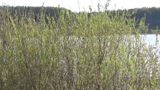 Первая рыбалка Сани и Бороды.The first fishing Sled and Beard. смотреть онлайн