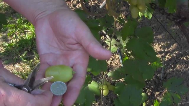 @Виноград Белая скала Вкусный виноград, хороший виноград смотреть онлайн