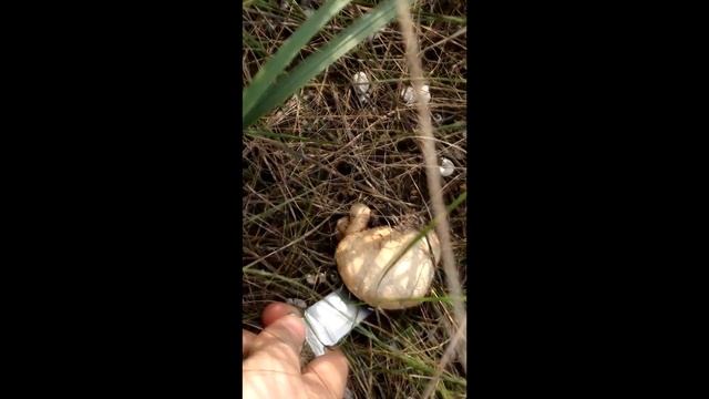 Fabia 1.2 расход топлива!!! спустя 6 лет смотреть онлайн