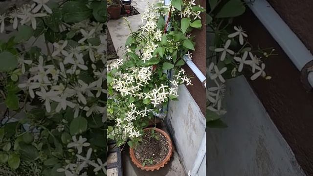 clematis recta full blooming in my garden.... ☺️ смотреть онлайн