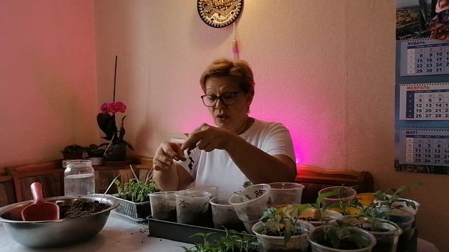 Пикируем рассаду баклажанов смотреть онлайн