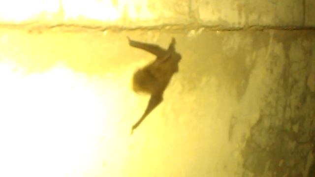 Encountering A Tiny Bat смотреть онлайн