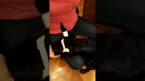 Быстрейший  и самый лучший способ постановки ушей доберману