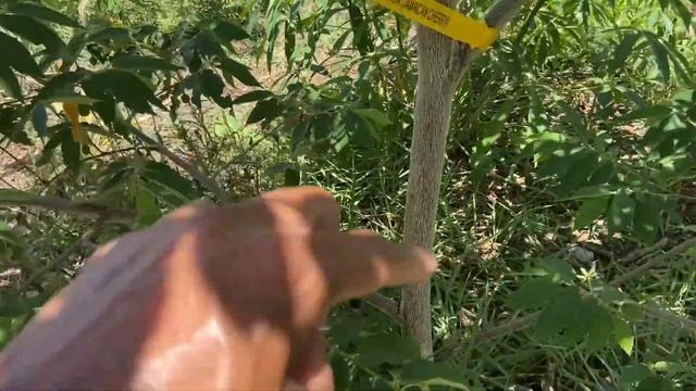 Growing The Strawberry Tree (Muntingia Calabura) Also Known As Jamaican Cherry Panama Berry смотреть онлайн