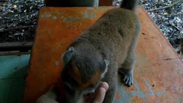 Мадагаскар: кормим венценосных лемуров в национальном парке Анкарана смотреть онлайн