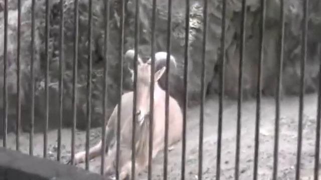 Разновидность черепах в Чехии. смотреть онлайн