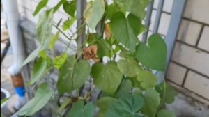 Ипомея: в кашпо или в грунт?//Отчет о посеве семян из обзора 2021// 2 ч