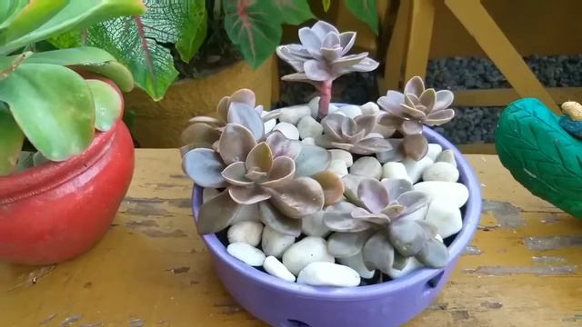 Mudando a metálica de vaso! смотреть онлайн