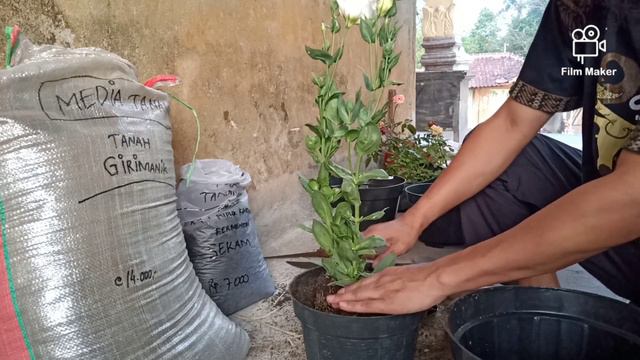 Menanam Bunga Lisianthus a.k.a eustoma смотреть онлайн