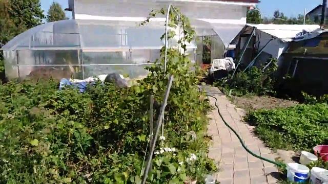 Виноград гуляем по дачам Подмосковья1 смотреть онлайн