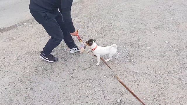 Дрессура собак. Город Реж Свердловской области. смотреть онлайн