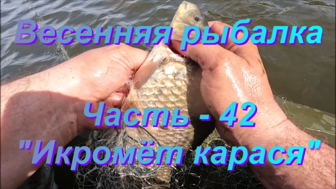 Весенняя рыбалка. Часть - 42 Икромёт карася.