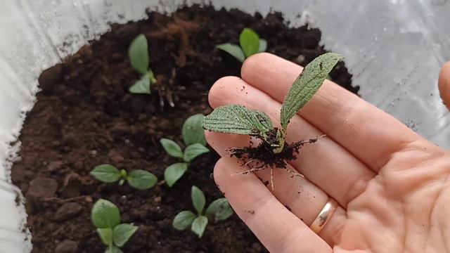 Результат укоренения метельчатой гортензии зелёными почками. смотреть онлайн
