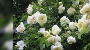 Perpetually Yours English Legend Rose