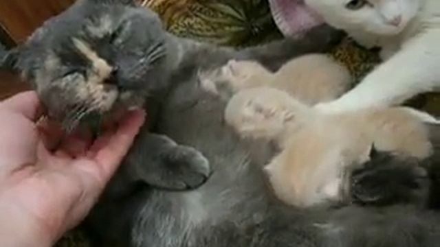 2 счастливые мамаши смотреть онлайн