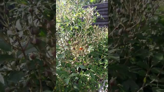 Начало.а Heavenly Pink (Hybrid Musk).Мускусные розы,это всегда любовь с первого взгляда! смотреть онлайн