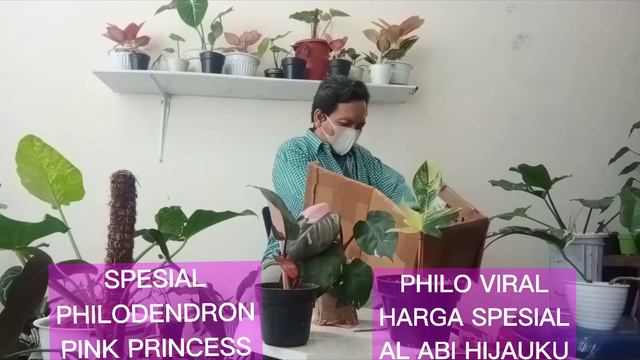 UNBOXING SPESIAL PHILODENDRON PINK PRINCESS PART TWO #UNBOXING #PHILODENDRON #PINK PRINCESS смотреть онлайн