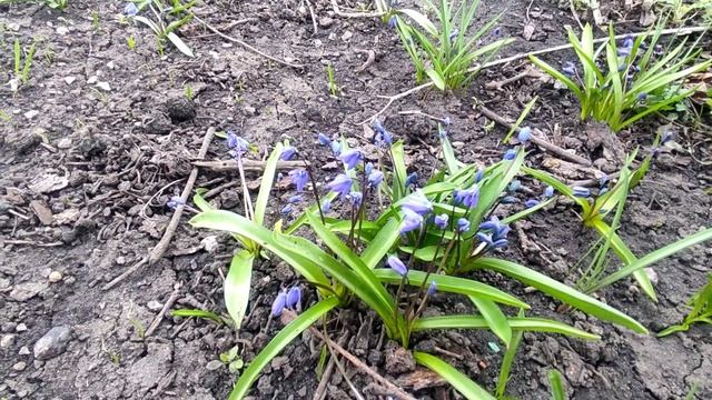 Воронежские пыльценосы, подснежники. (пролески) смотреть онлайн