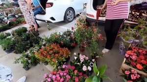 ???ОПТОВЫЙ ЦВЕТОЧНЫЙ РЫНОК В КРАСНОДАРЕ В ИЮНЕ ?ЧТО ИНТЕРЕСНОГО ПРИВЕЗЛИ✨ ЦЕНЫ И ТОВАРЫ???