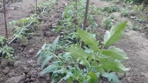 Как обойтись без подвязки высокорослых помидор.