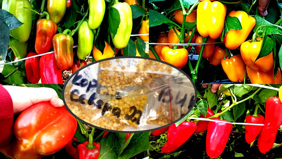 А оно вам надо за такие деньги.Сорта перца сладкого который ПЛОДОНОСИТ В ЛЮБУЮ ПОГОДУ. Семена почтой смотреть онлайн