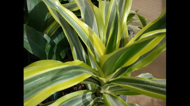 Растения, которые очищают воздух в помещении. смотреть онлайн