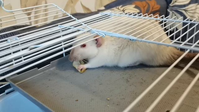 ПУХЛЫЕ КРЫСКИ КУШАЮТ ЯБЛОЧКО :) смотреть онлайн