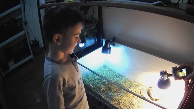 Моя черепаха / Обзор террариума и питания смотреть онлайн