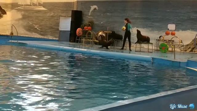 Морские котики танцуют :) 2ч. Seals Dolphinarium смотреть онлайн