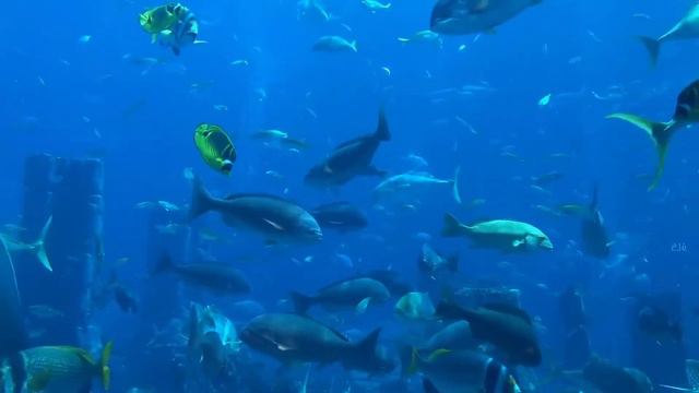 Allow Your Mind To Relax, Relate,  Release Ocean| LOA Calming MUSIC BACKGROUND 532 Hz Frequency ASM