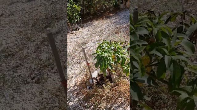 VGI Israel органические удобрения для сада смотреть онлайн