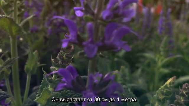 6 красивых комнатных растений, которые у вас точно приживутся смотреть онлайн
