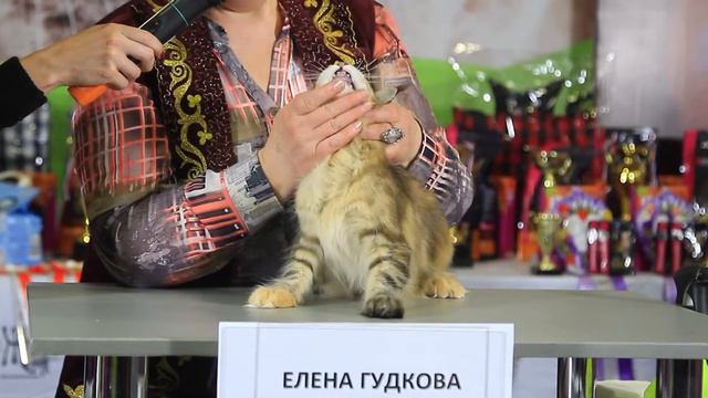 WCF Международная выставка кошек " Весенний АлмаКот 2017". Часть 10 смотреть онлайн