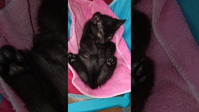 КАК Котенок ест сухой корм🐱🐈⬛😻 смотреть онлайн