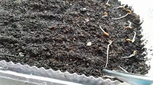 Посадка Фенхеля.