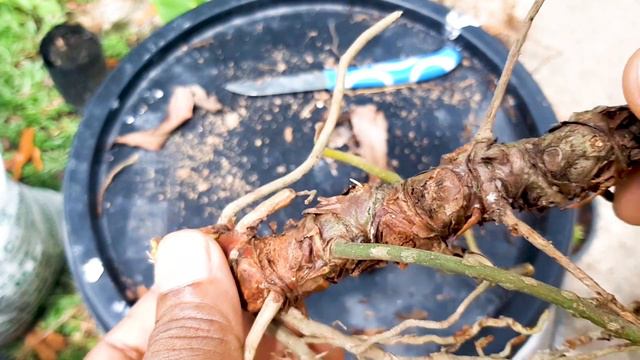 Anthurium Propagation / Anthurium Plant Care смотреть онлайн