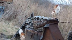 Бой петухов