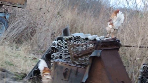 Бой петухов