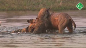 Хищники: поле битвы. Анонс. Канал Зоо ТВ