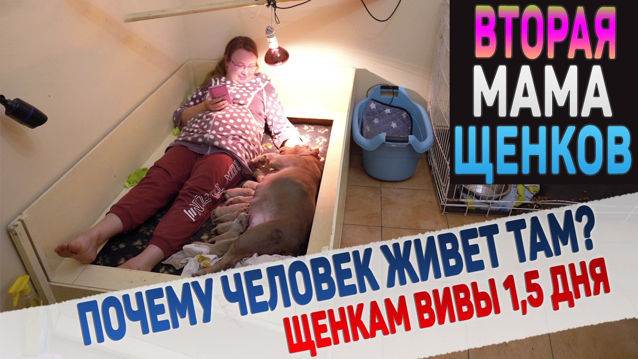 Почему мы не отходим от собаки ни на шаг? смотреть онлайн