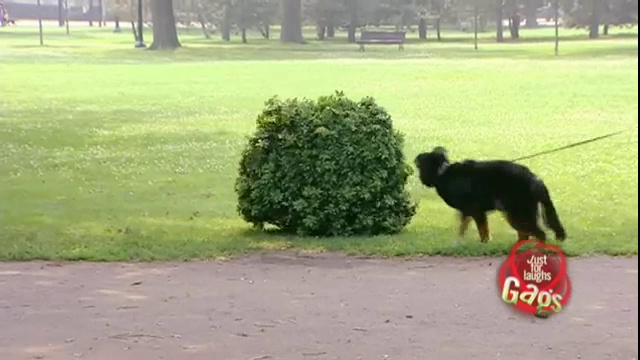 JFL Hidden Camera Pranks & Gags- Ultimate Dog Joke смотреть онлайн