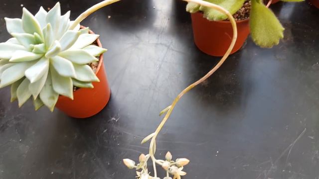 Succulent Tour - April 28th 2018 [PART 2]