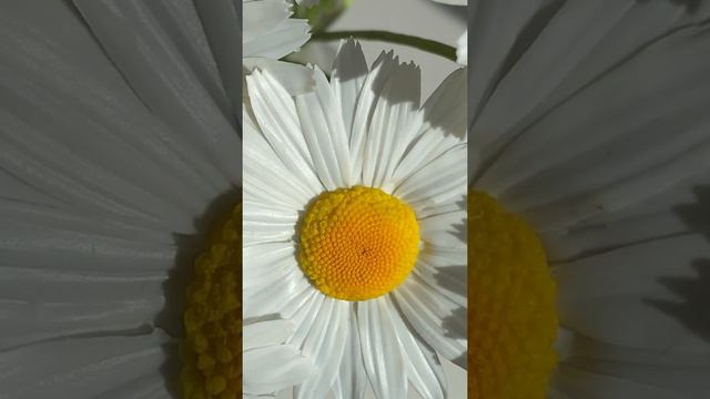 Ромашки большие из холодного фарфора смотреть онлайн