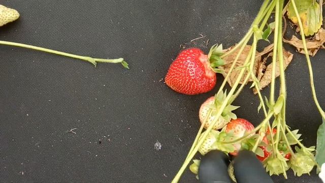 Румба обзор сорта смотреть онлайн