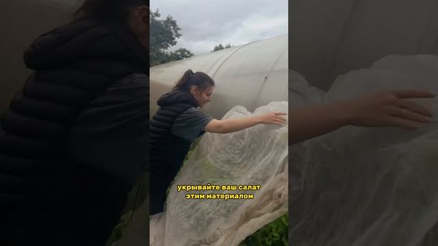 Как спасти салат от горечи #дача #огород #сад #совет #лайфхак #салат смотреть онлайн