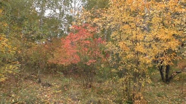 Осень на ККП 2017 г. смотреть онлайн